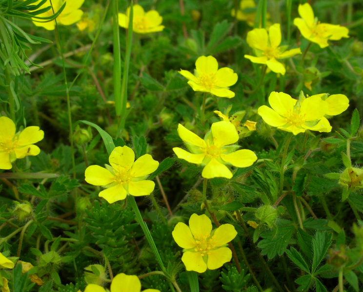 Potentilla tabernaemontani / Cinquefoglia primaticcia